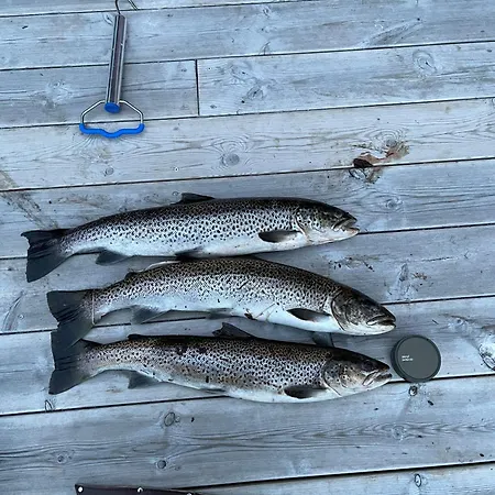 Waterfront Mountain View Lofoten Nyaraló